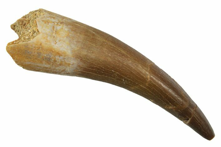 Fossil Plesiosaur (Zarafasaura) Tooth - Morocco #297975